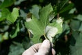 Downy mildew plant grapes Royalty Free Stock Photo